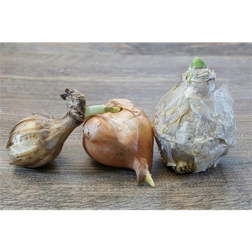 Bloembollen Voorjaar